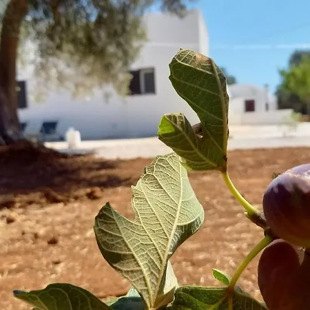 Trullo Il Noce..holiday Villa San Vito dei Normanni